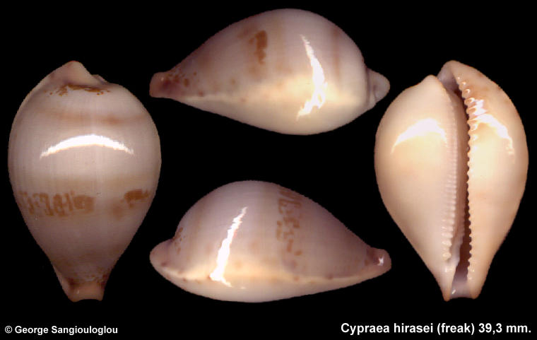 Cypraea hirasei (freak) 39,3 mm.