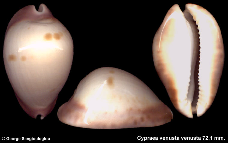 Cypraea venusta venusta 72.1 mm.