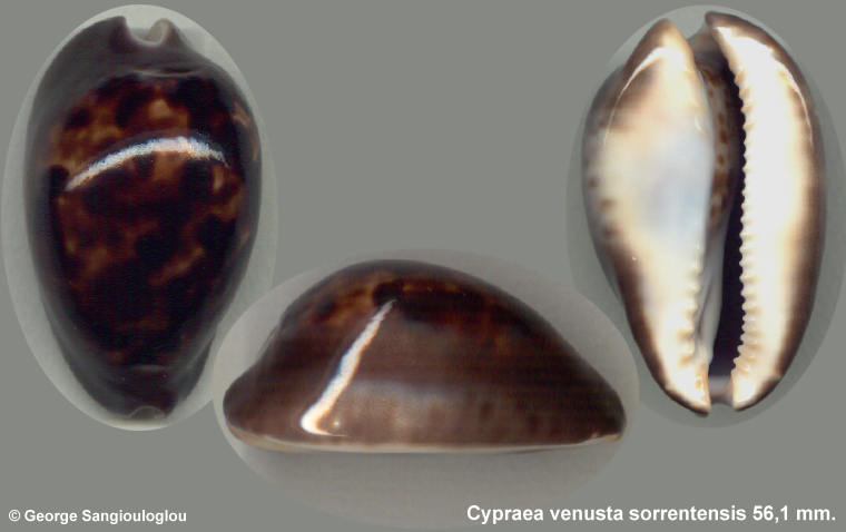 Cypraea venusta sorrentensis 56,1 mm.