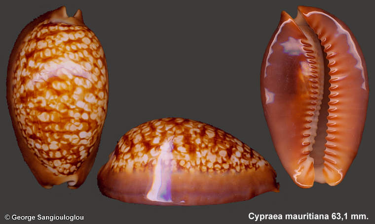 Cypraea mauritiana 63,1 mm.
