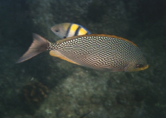 Java rabbitfish and Sergeant Major fish Freedom beach Patong bay Phuket