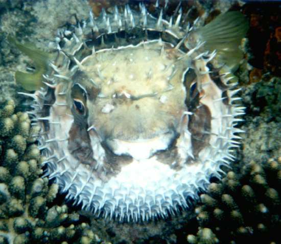 Masked porcupinefish Freedom beach Patong bay Phuket