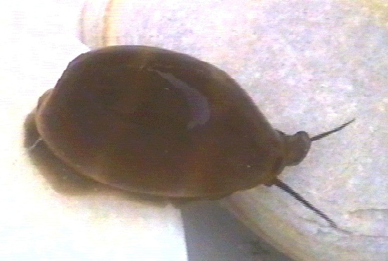 Cypraea Lurida