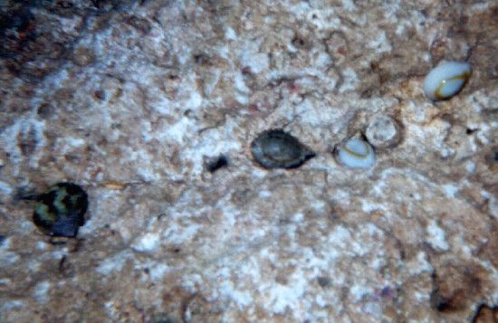 Cypeaea Annulus & Turbo Bruneus