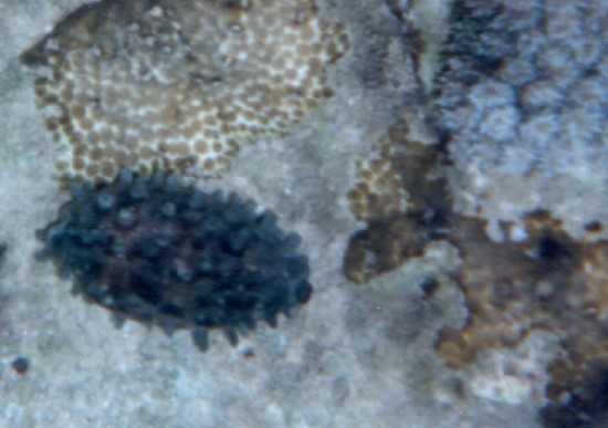 Cypraea Talpa