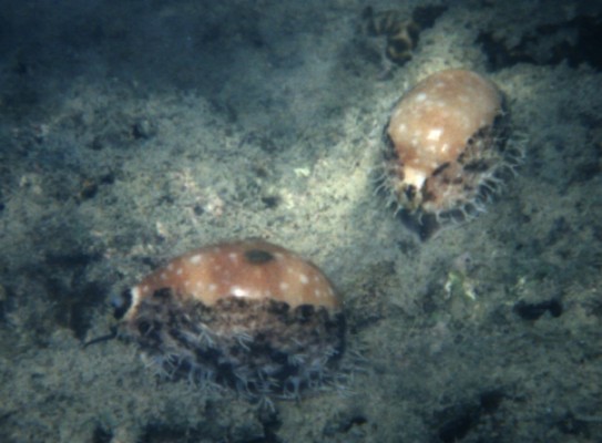Cypraea Vitelus couple
