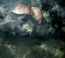 Cypraea Vitelus falling down 1