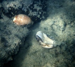 Cypraea Vitelus falling down 2