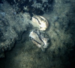 Cypraea Vitelus falling down 3