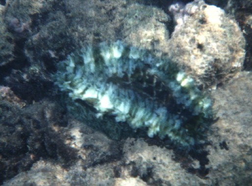 Haliotis Asinina