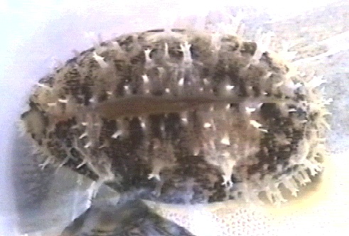 Cypraea Carneola 2