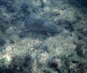 Conus Terebra 1