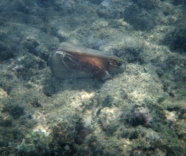 Conus Terebra 2