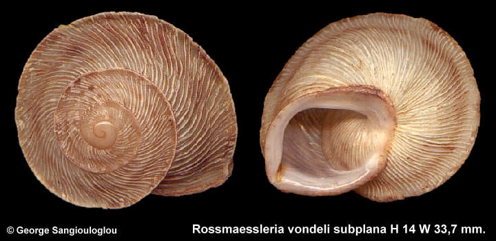 Rossmaessleria vondeli subplana H 14 W 33,7 mm.