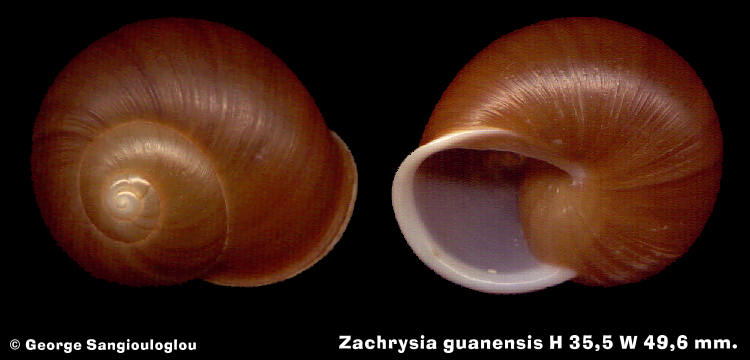 Zachrysia guanensis H 35,5 W 49,6 mm.