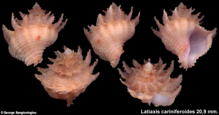 Latiaxis cariniferoides 20,9 mm.