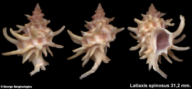 Latiaxis spinosus 31,2 mm.
