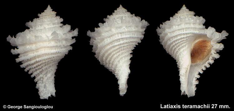 Latiaxis teramachii 27 mm.
