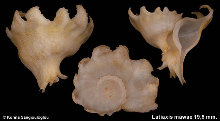 Latiaxis mawae 19,5 mm.