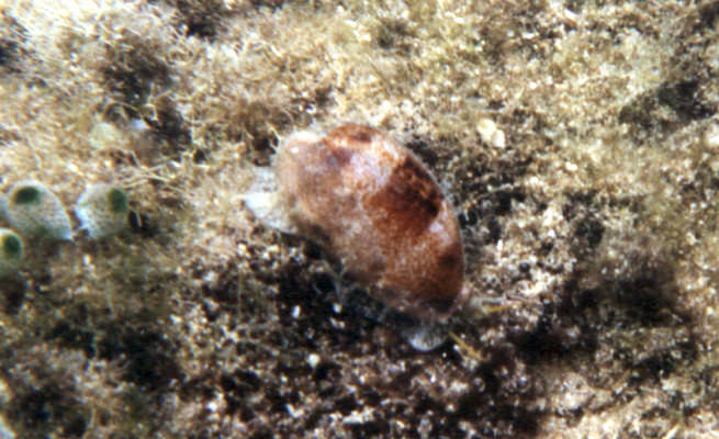 Cypraea caurica 1
