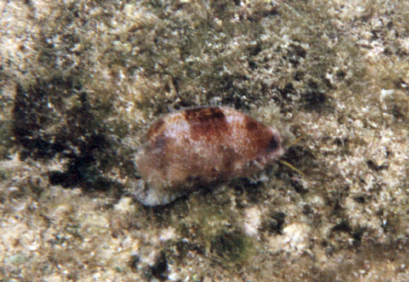 Cypraea caurica 4