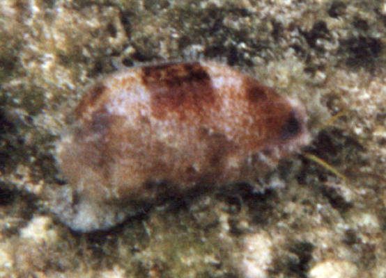 Cypraea caurica 4cl