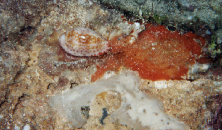 Cypraea chinensis 1
