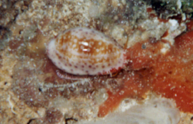 Cypraea chinensis 1 close up