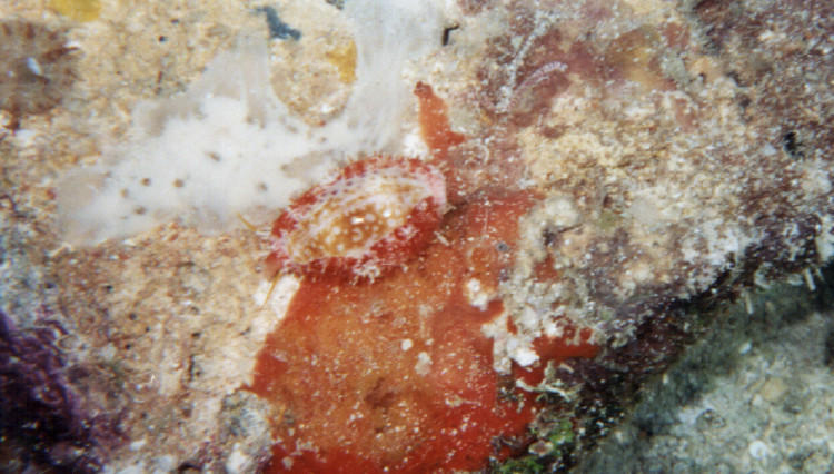 Cypraea chinensis 2