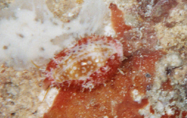 Cypraea chinensis 2cl