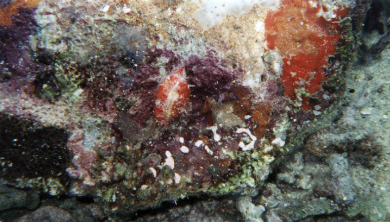 Cypraea chinensis 3