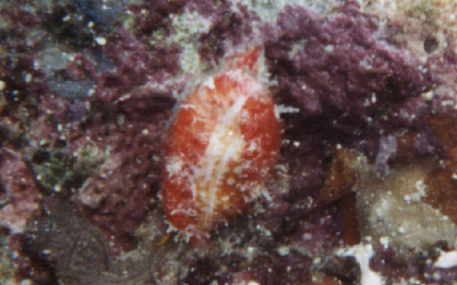 Cypraea chinensis 3cl