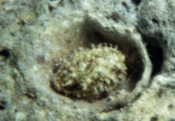 Cypraea erones