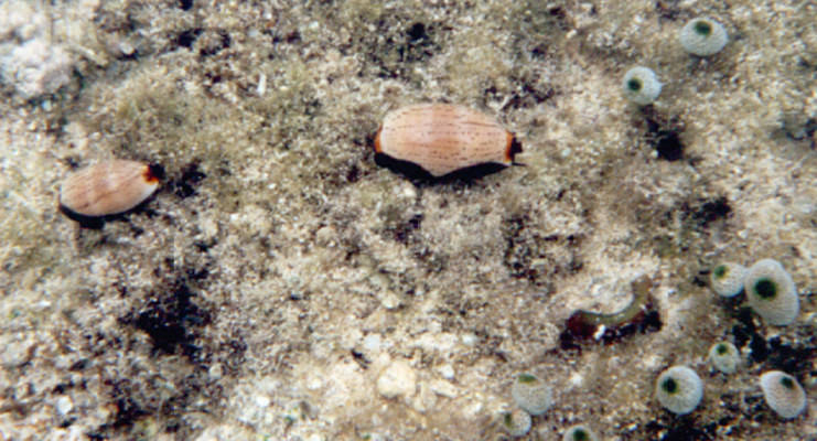 Cypraea isabella