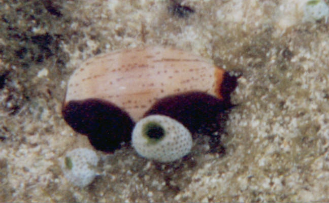 Cypraea isabella close up