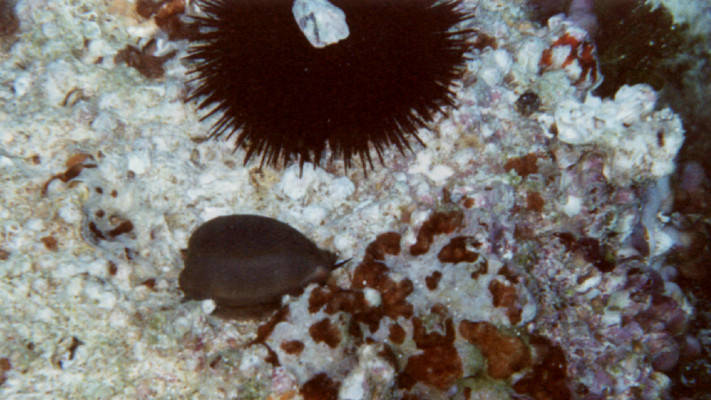 Cypraea lurida in habitat1