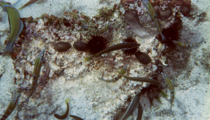 Cypraea lurida in habitat 2