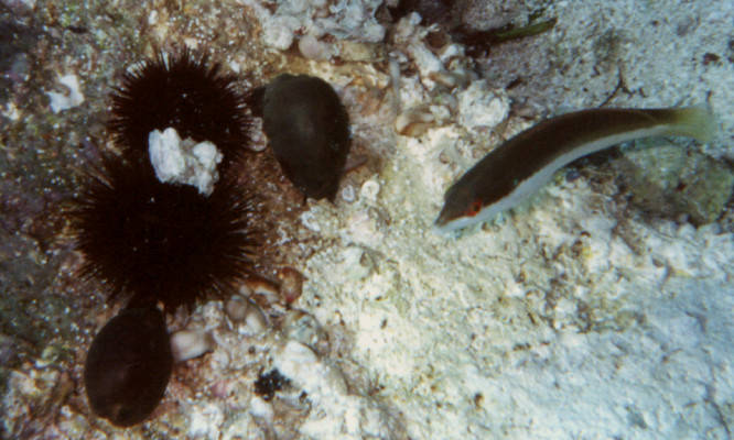 Cypraea lurida in habitat 3