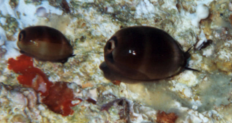 Cypraea lurida in habitat 4