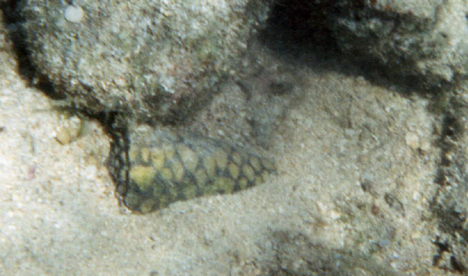Conus marmoreus