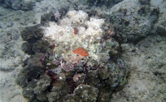 Cypraea teres couple 1