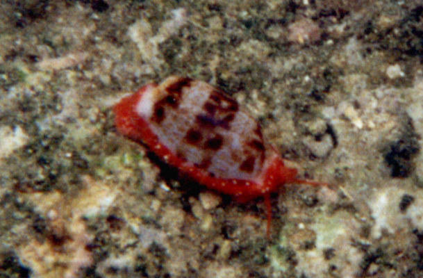 Cypraea teres 1