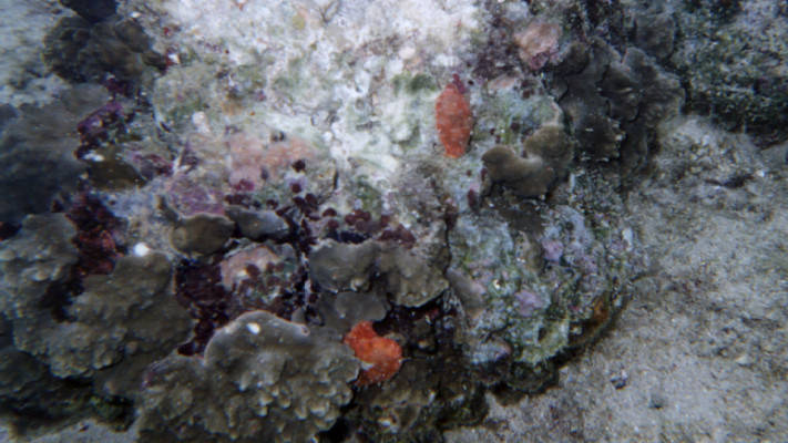 Cypraea teres couple 2