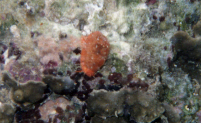 Cypraea teres 3cl
