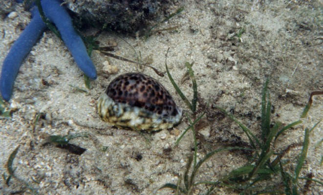 Cypraea tigris 1