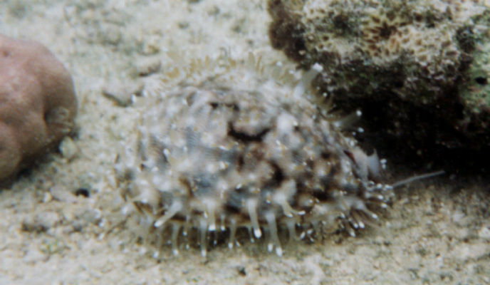 Cypraea tigris 3a