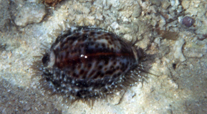 Cypraea tigris 2