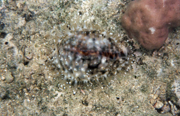Cypraea tigris 3b