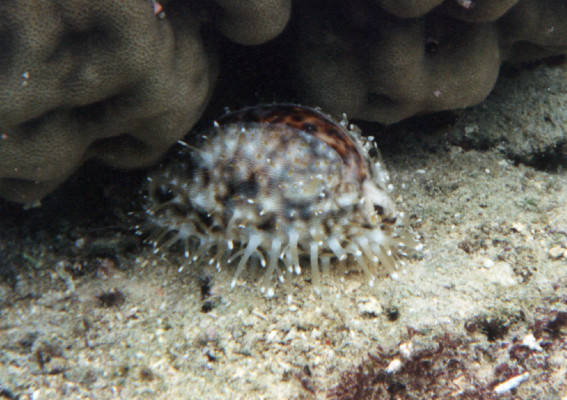 Cypraea tigris 3c