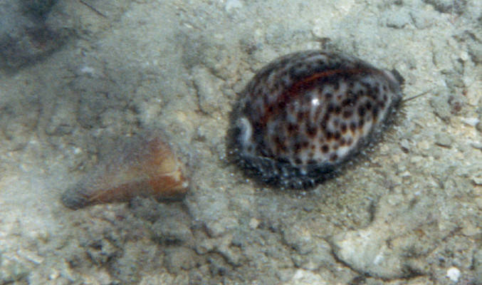 Cyp. tigris and Co. virgo